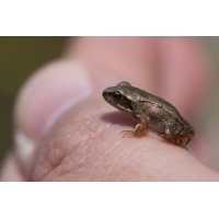 frosch