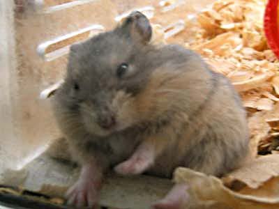 zwerg hamster