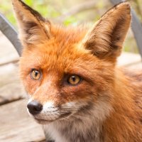 fuchs